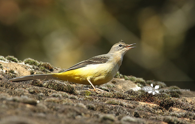 美丽的灰鹡鸰站在屋顶上张开嘴鸣叫图片素材