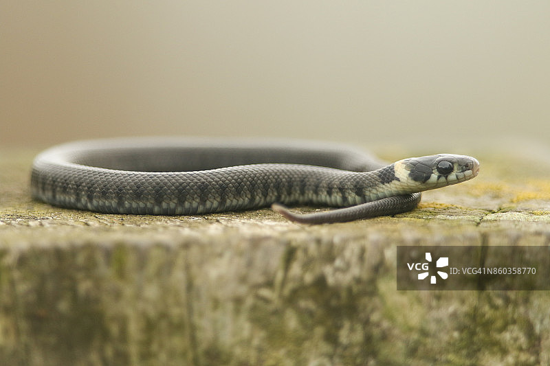 一条盘绕的小草蛇，一种欧亚无毒蛇图片素材