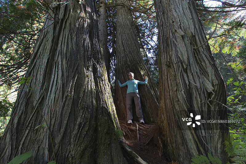 加拿大不列颠哥伦比亚省库特尼地区雷塔拉克的老西部红雪松树和女性登山者图片素材
