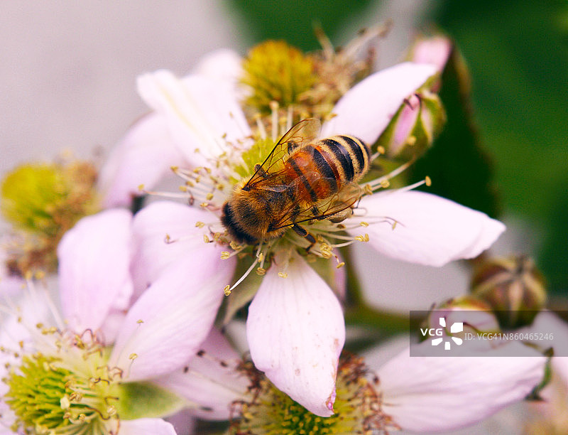 Colletes（涂泥蜂）图片素材
