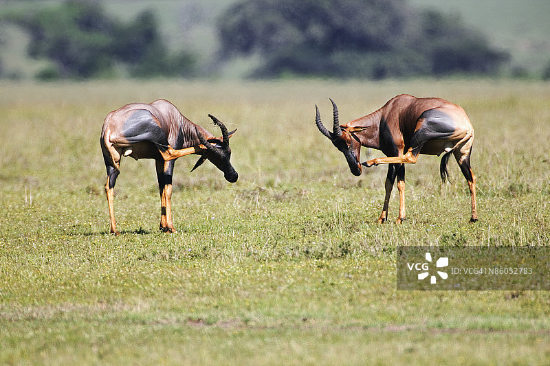 非洲草原上吃草的黑斑羚图片素材
