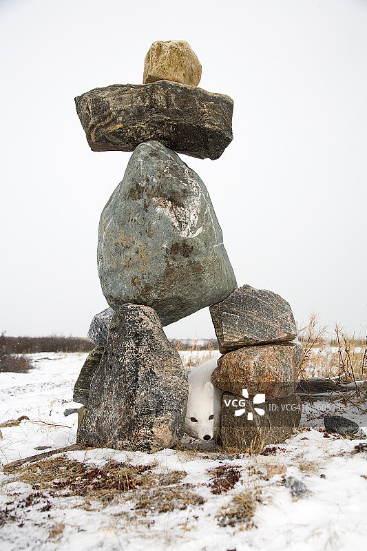 北极狐在因纽特石堆中窥视图片素材