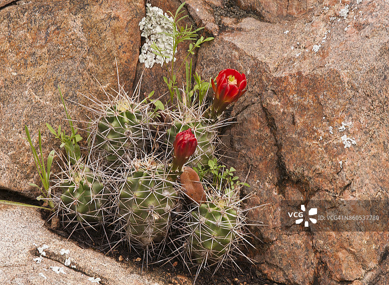 德克萨斯丘陵地带的绯红杯仙人掌（Echinocereus triglochidiatus）图片素材