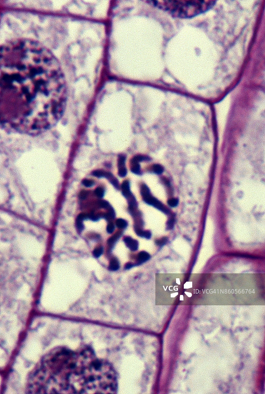 植物细胞有丝分裂——前期，洋葱根尖，500倍图片素材