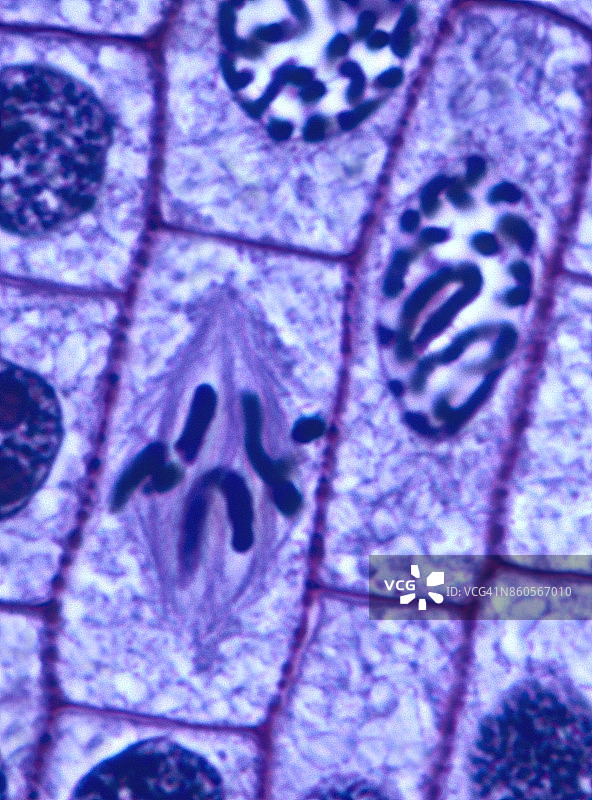 植物细胞有丝分裂——前期和中期，洋葱根尖，500倍图片素材