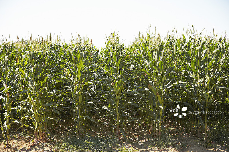 玉米田图片素材