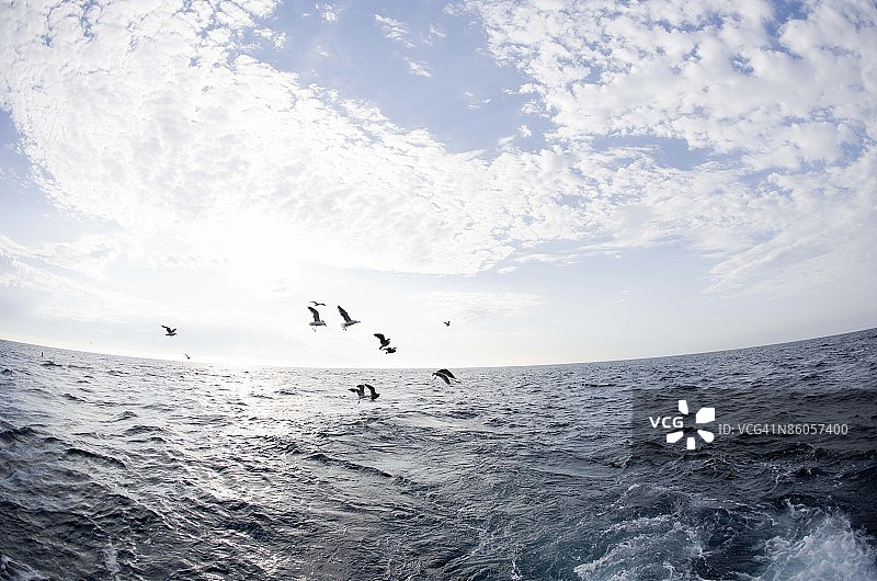 飞越海洋的鸟图片素材