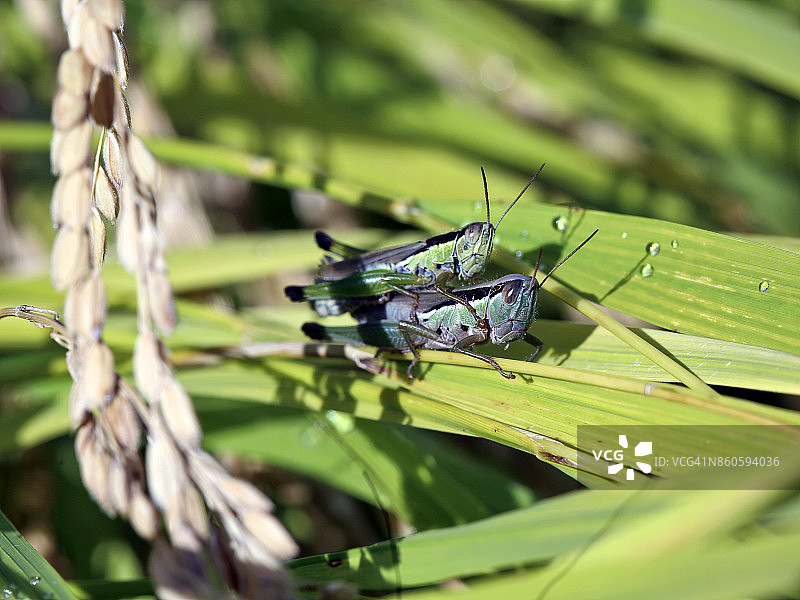 稻叶上的草蜢图片素材