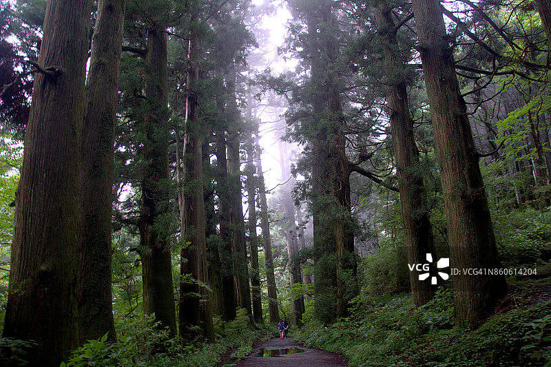 古东海道的雪松树图片素材