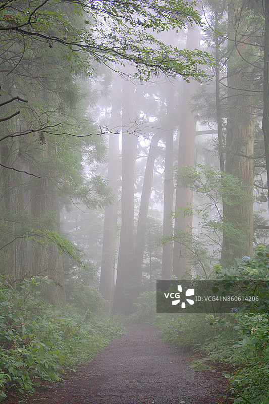 古东海道的雪松树图片素材