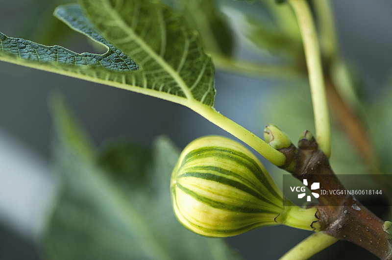花园树上成熟的条纹无花果图片素材