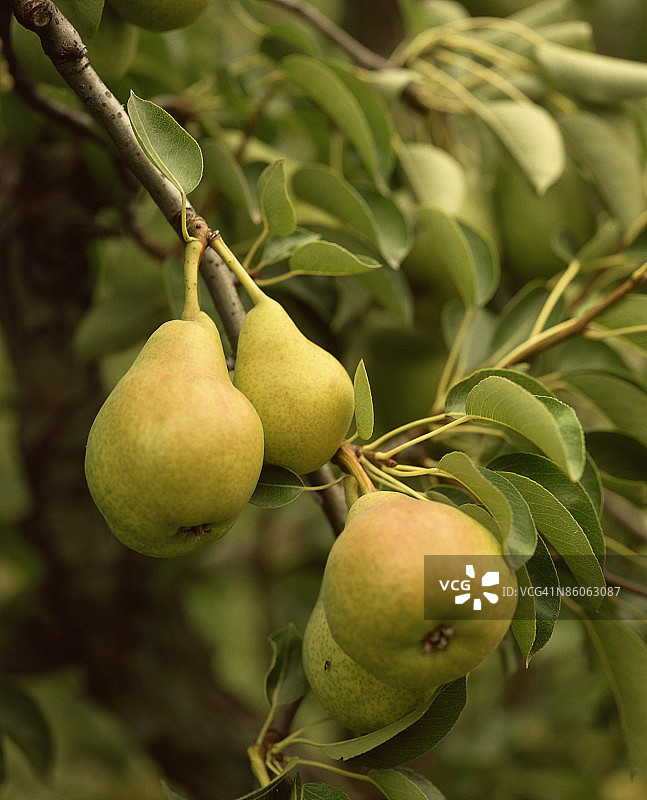 树上的梨图片素材