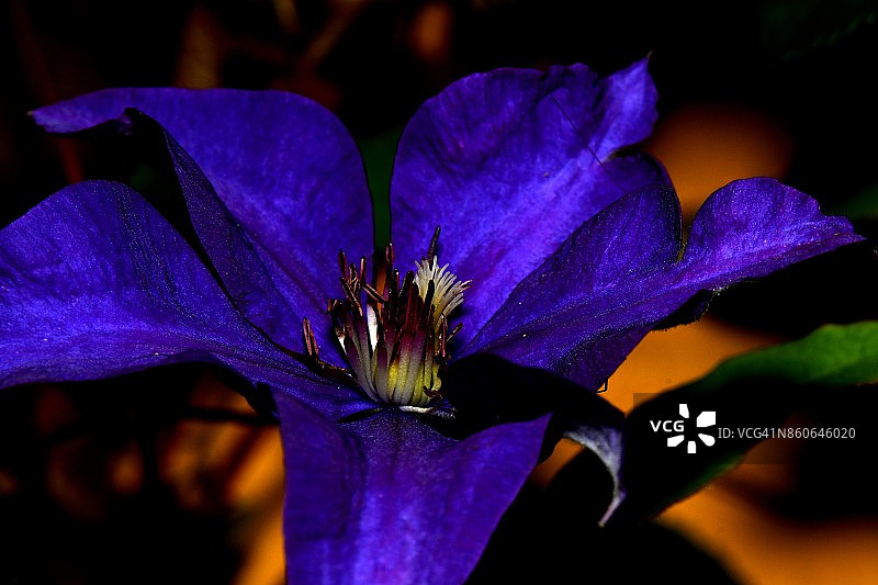 蓝色花朵微距摄影图片素材