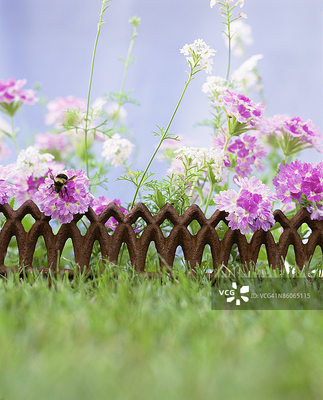 用铁制品做花园的边图片素材