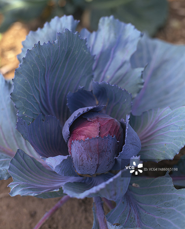 花园里的红卷心菜图片素材