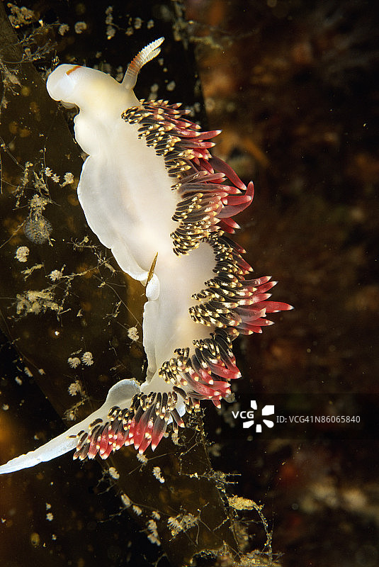 水下海蛞蝓图片素材