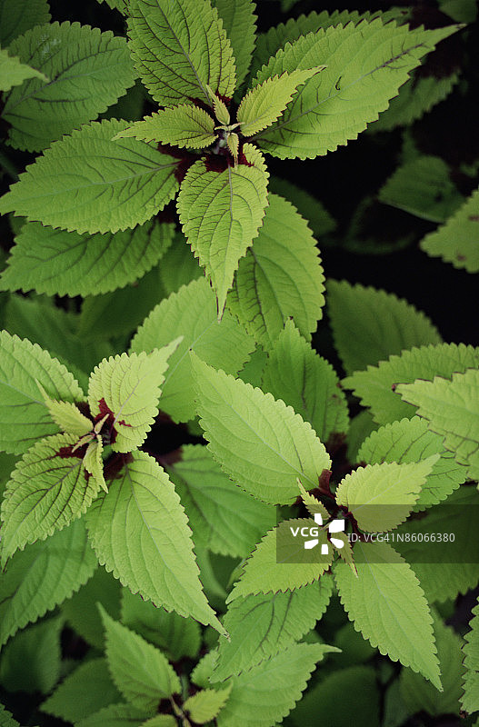 金色彩叶草图片素材