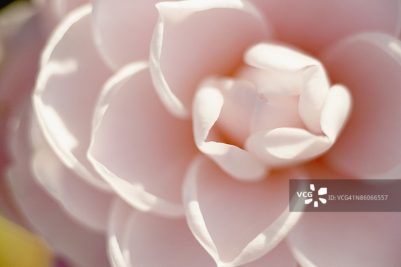 山茶花图片素材