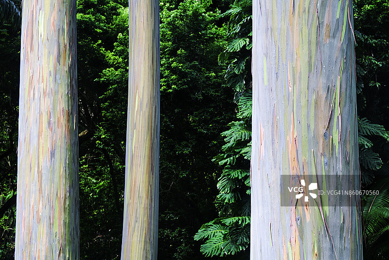 彩虹桉树图片素材