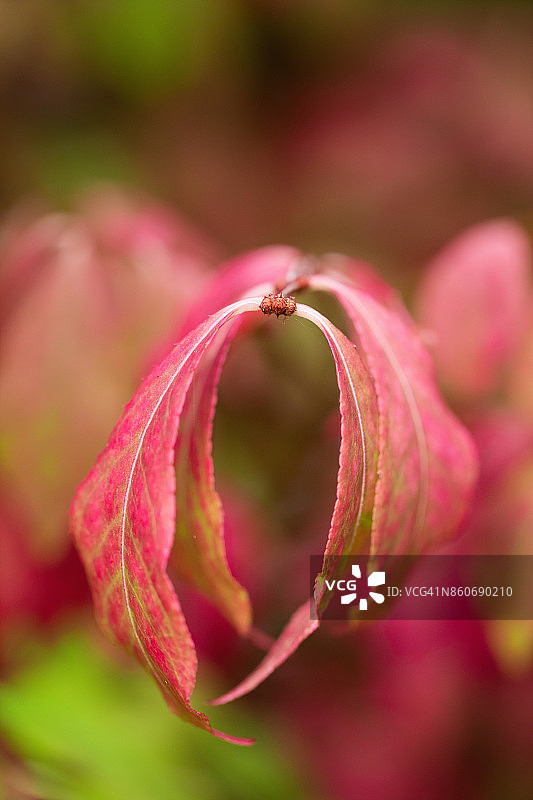 燃烧的灌木叶图片素材