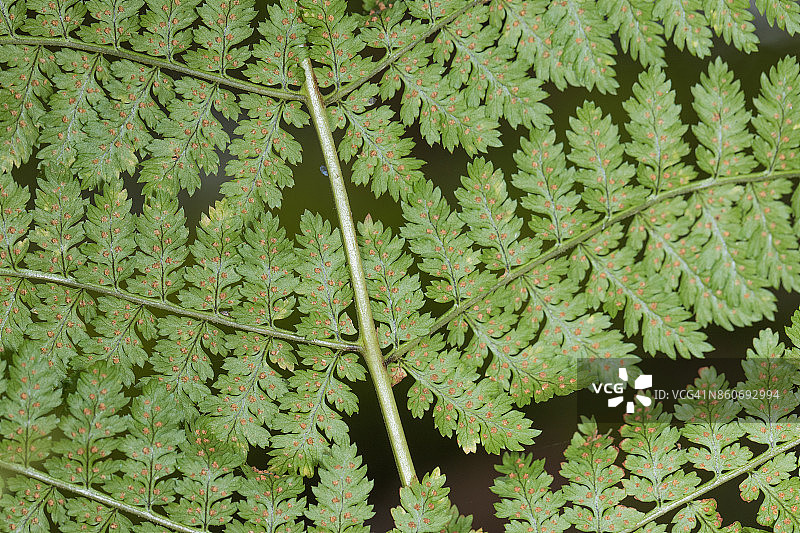 蕨类植物孢子图片素材