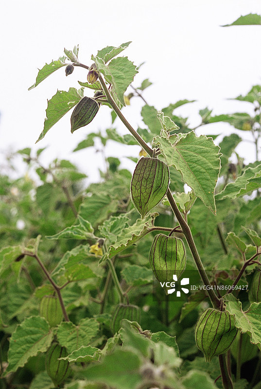 酸浆果图片素材