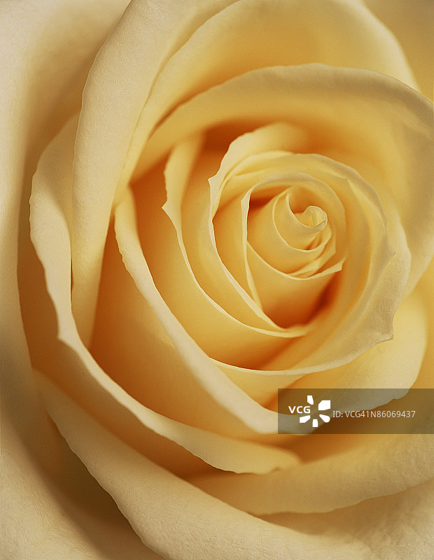 黄玫瑰图片素材