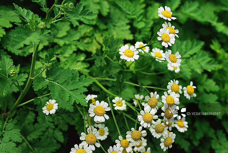 小白菊图片素材