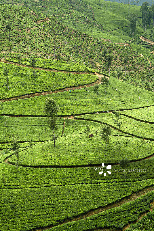 斯里兰卡努瓦拉埃利耶茶园图片素材