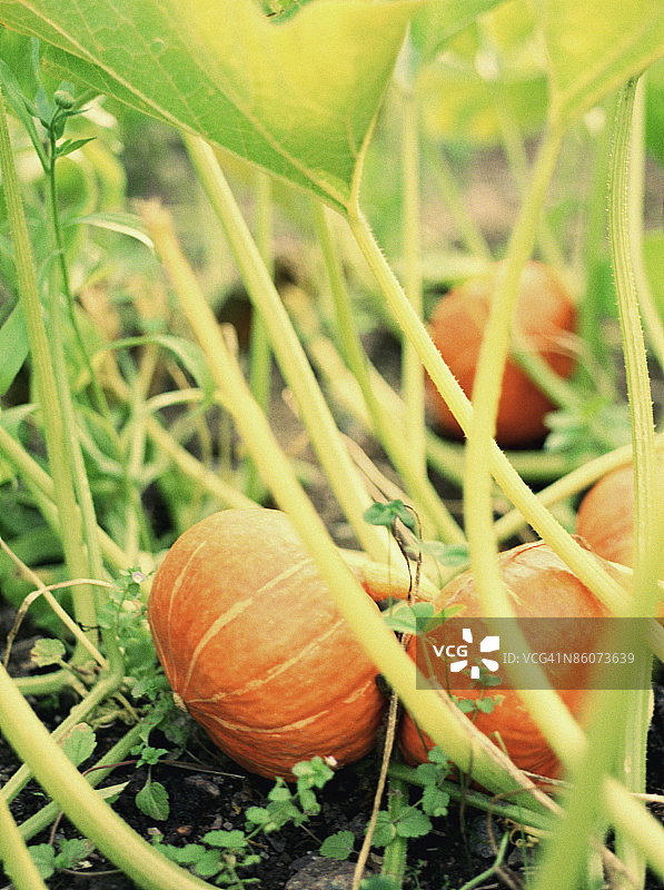 藤蔓上的冬南瓜图片素材