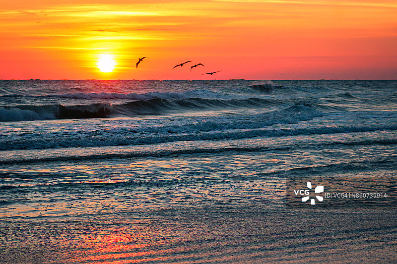 日出时分海洋上的鹈鹕图片素材