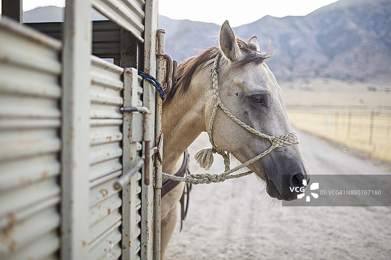 美国犹他州拖车旁等待的马图片素材