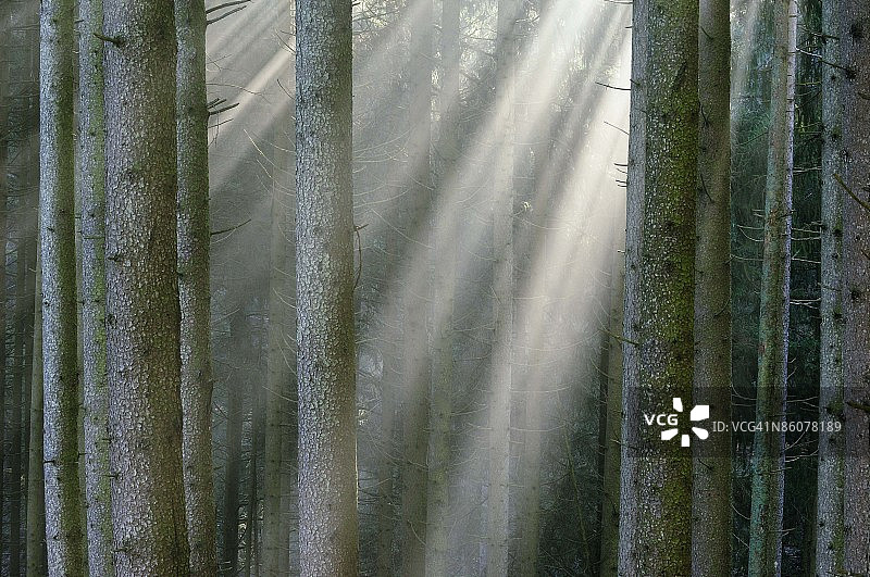 德国巴伐利亚森林中的阳光图片素材