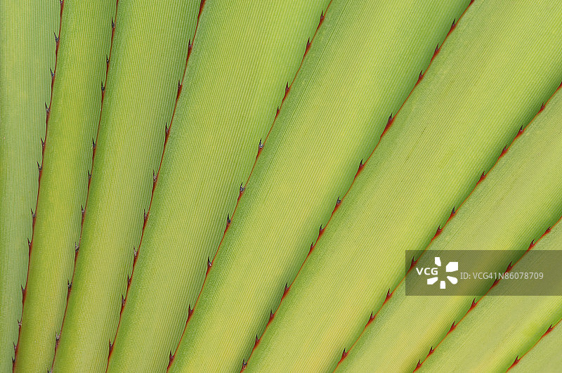 露兜树叶特写图片素材