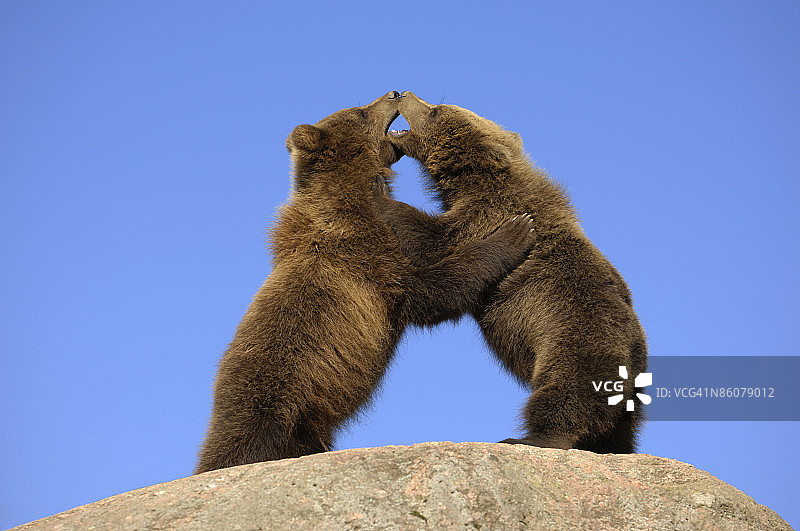 熊幼崽摔跤，瑞典图片素材