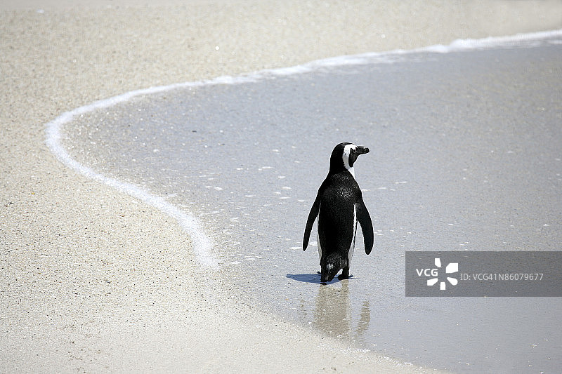 沙滩上的非洲企鹅图片素材