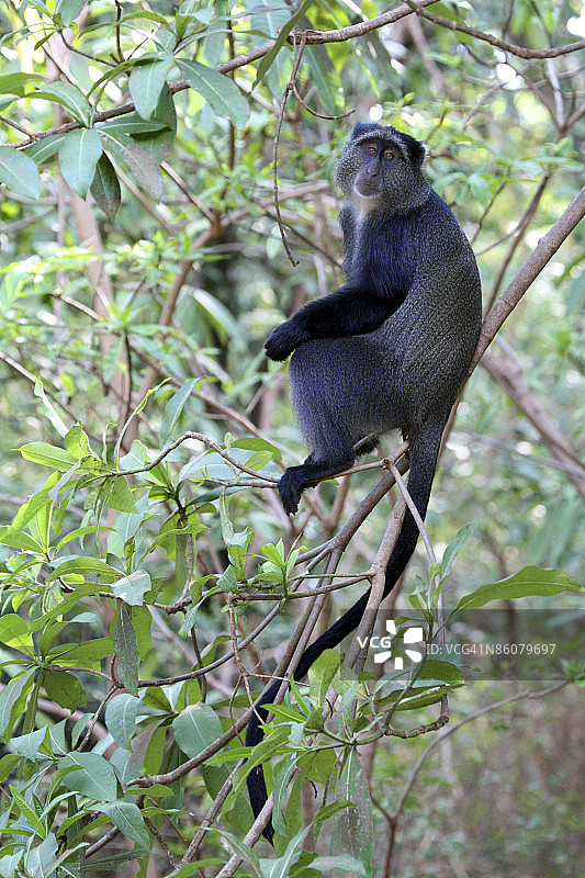 树上的蓝色猴子图片素材