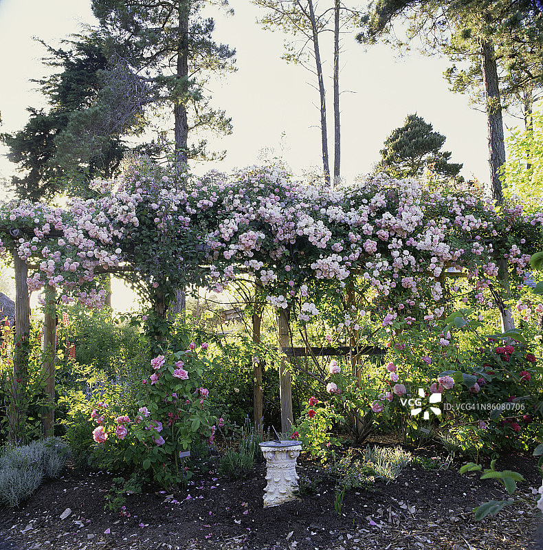 花园中的攀援玫瑰图片素材