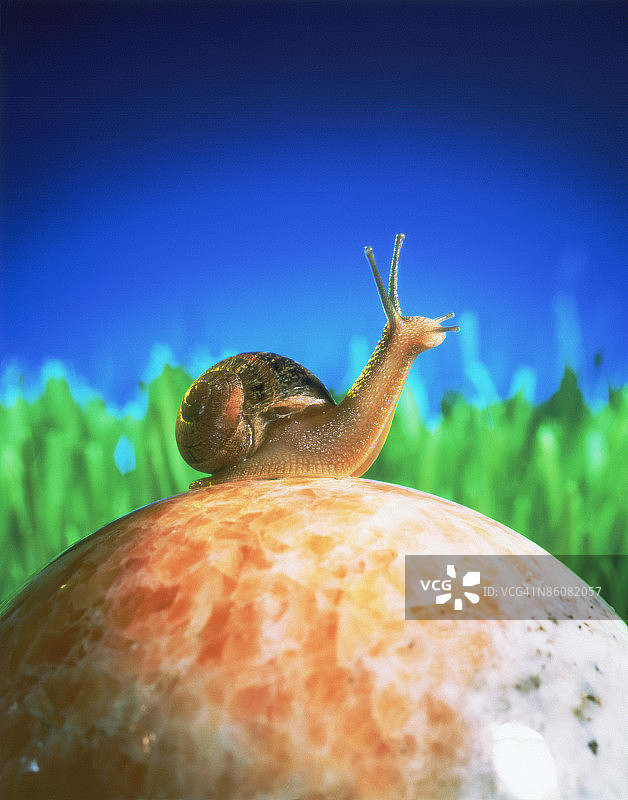 大理石球体上的蜗牛图片素材