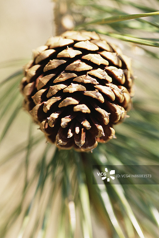 奥地利松树上的松果图片素材