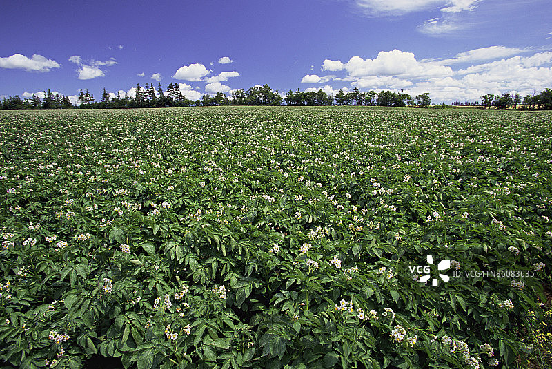 马铃薯田图片素材