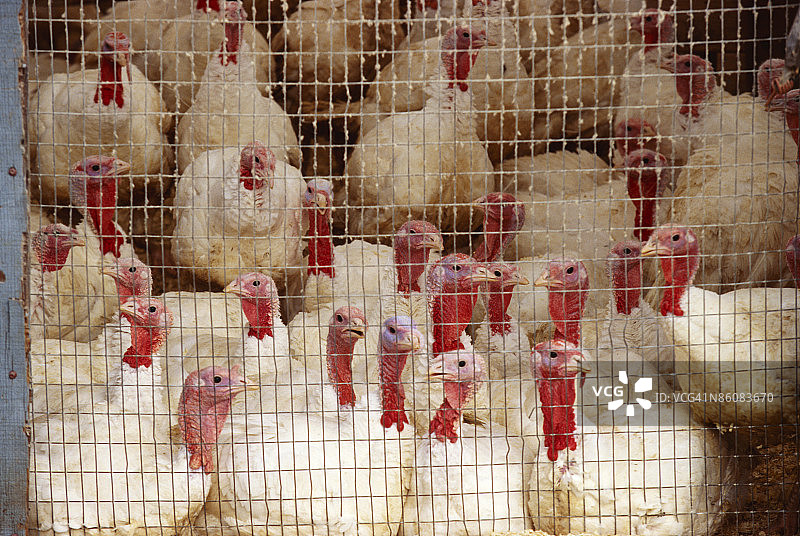 围栏里的火鸡图片素材