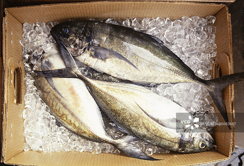 冰盒里的新鲜鱼图片素材