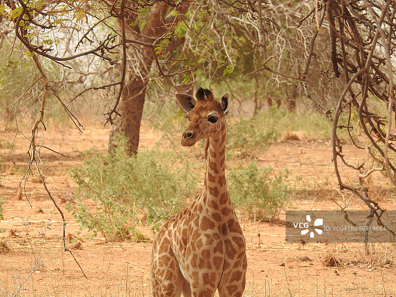 长颈鹿图片素材