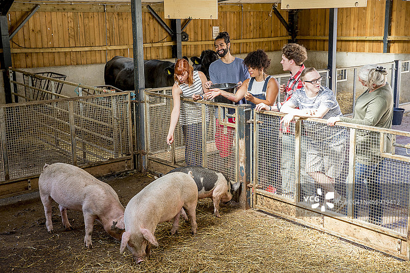 在农场喂猪图片素材