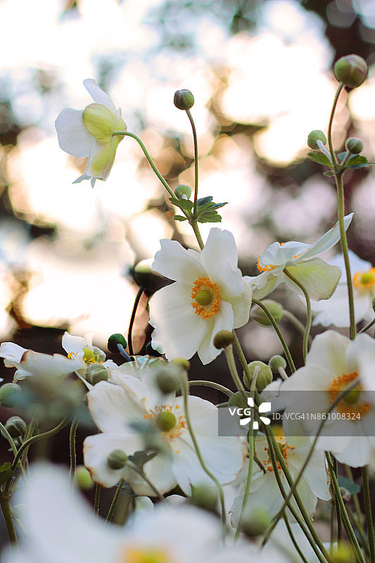 日本银莲花图片素材