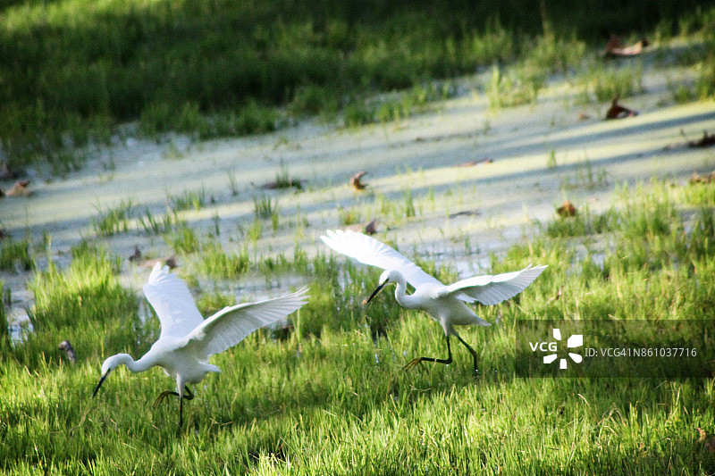 两只白鹭飞过公园草地水面图片素材
