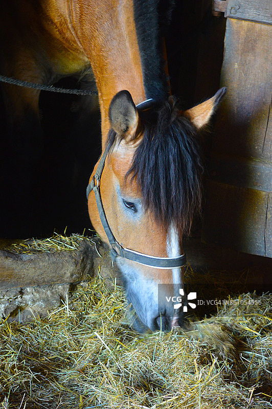 马吃干草图片素材