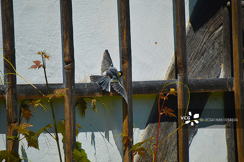 沐浴在阳光下的蓝山雀图片素材