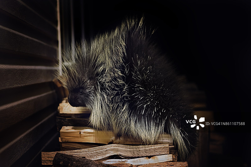 木堆上的豪猪图片素材